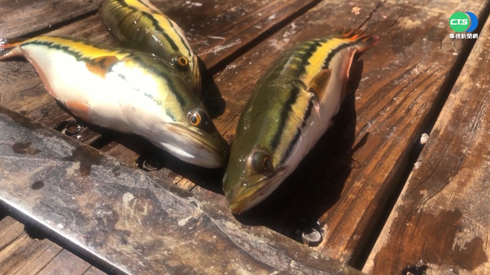 日月潭魚虎抓不完 2年捕4.2萬尾幼魚!