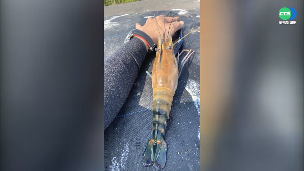 等不到的賽神蝦... 逾40公分"巨巨"遭下肚