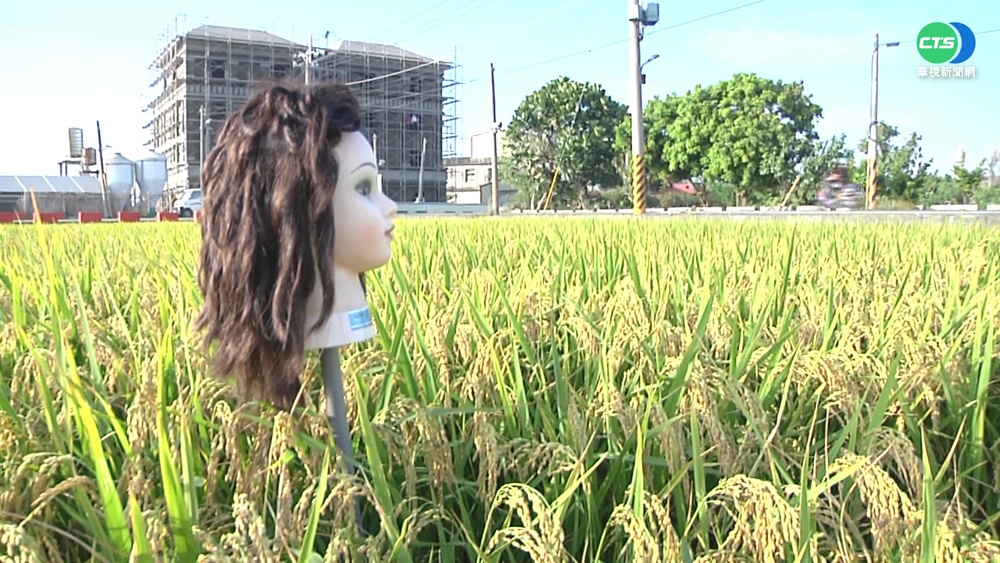 田裡驚見"假人頭"稻草人 路過民眾嚇壞