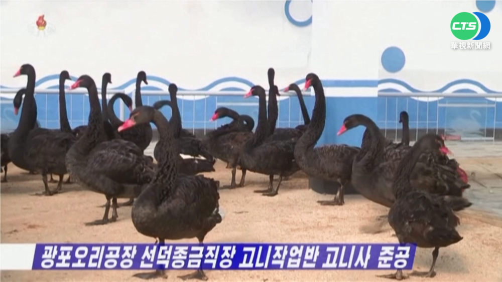 北韓解決糧荒 鼓勵食用"黑天鵝"