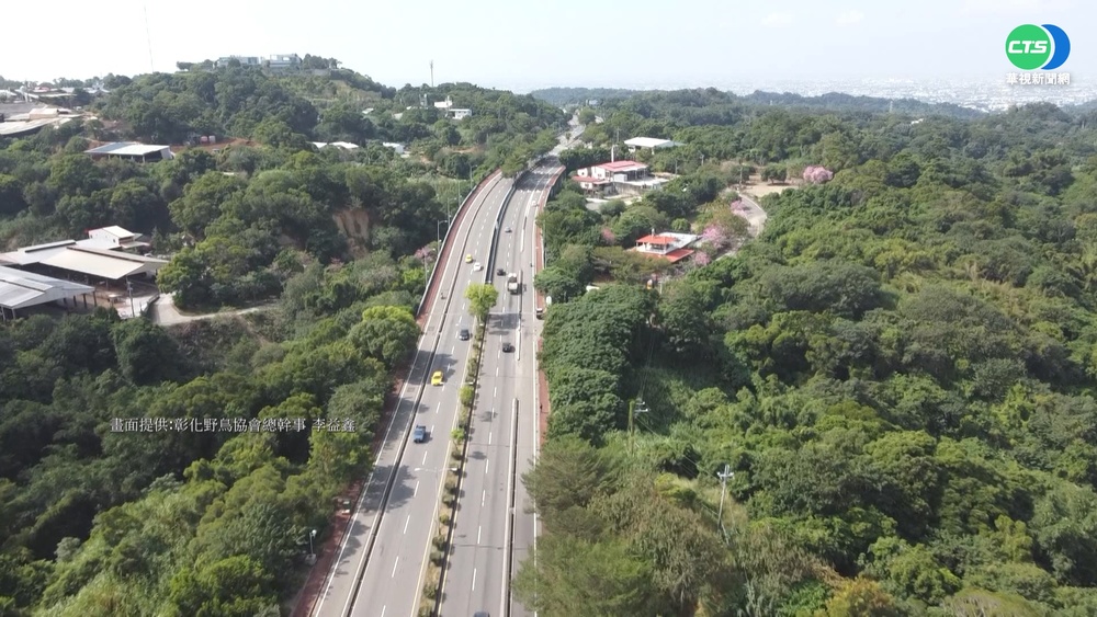 開路衝擊生態! 八卦山過境鳥棲地失守