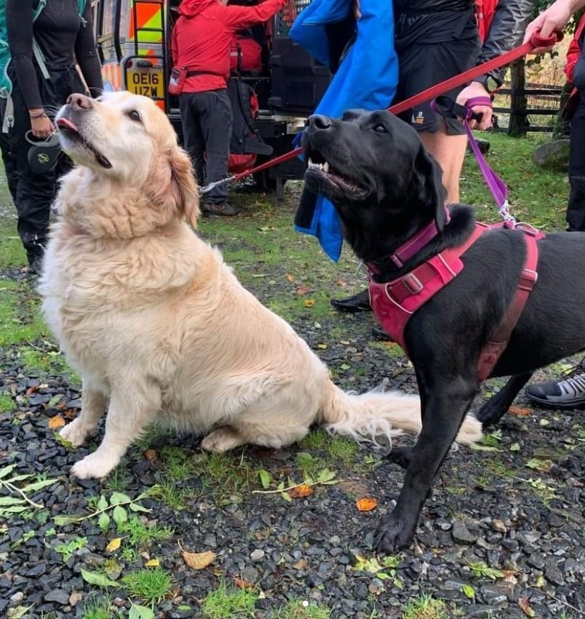 現實版汪汪隊立大功 2狗分工成功救援昏倒主人