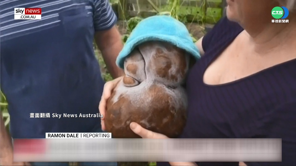 紐挖出7.9公斤馬鈴薯 有望破金氏紀錄