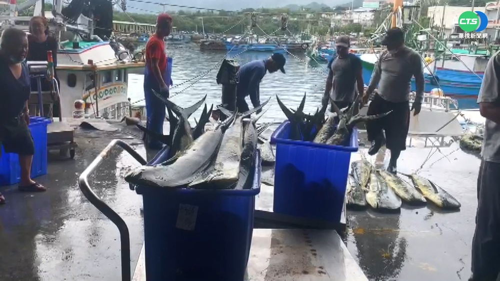 秋冬"鬼頭刀"洄游 台東漁獲量暴增
