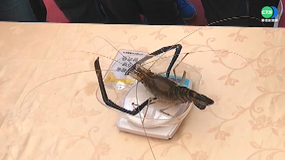 潮州賽神蝦比拚! 冠軍比去年多76公克