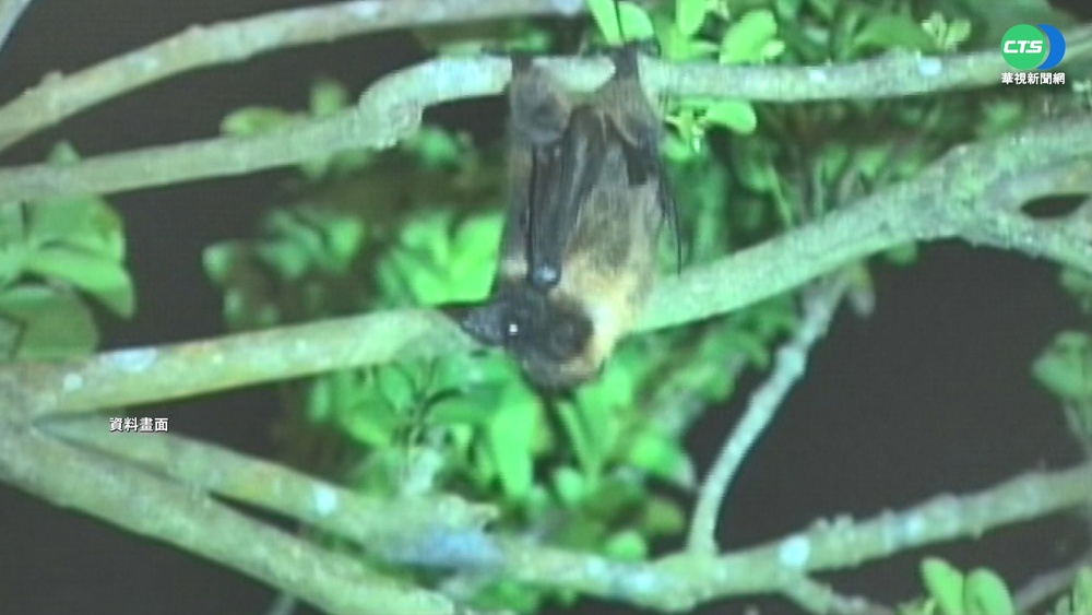 狐蝠"一級保育" 花縣府進校推環境教育課