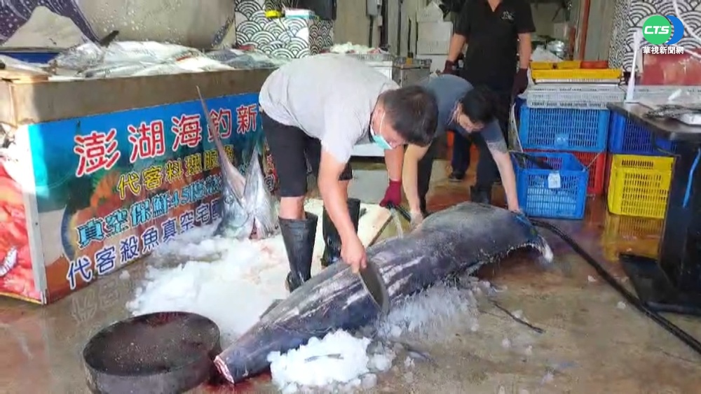 3公尺白旗魚殺魚秀!業者直播拍賣吸睛