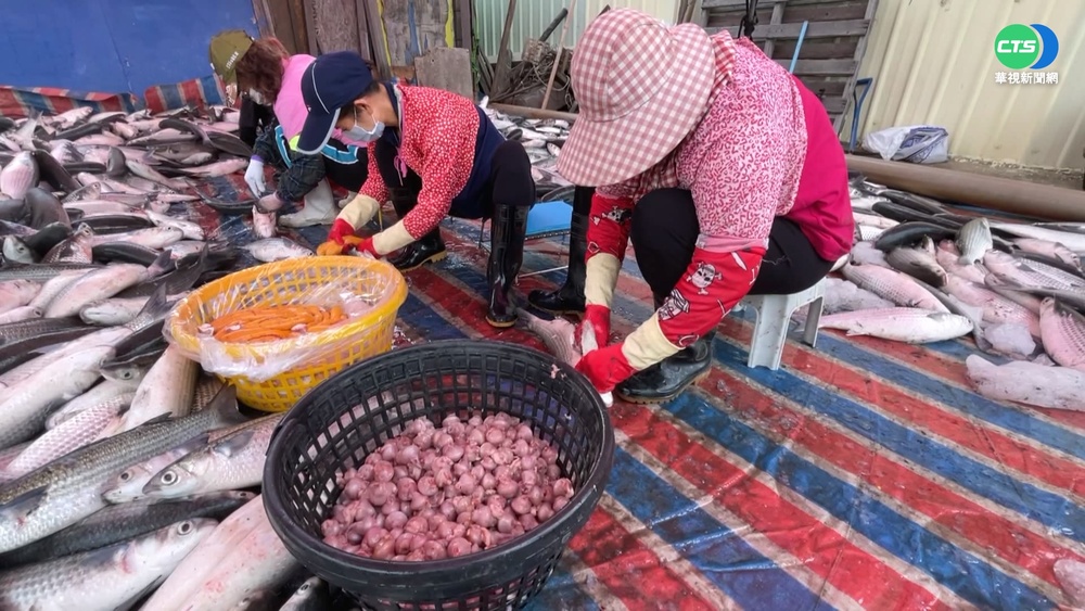 入冬首批"烏金"報到! 老饕搶買烏魚殼