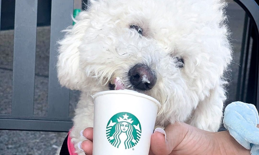 愛犬吃英國星巴克隱藏版菜單噎死！飼主拒收萬元禮物卡