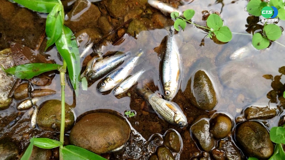 鹽酸外洩害魚蝦暴斃 關西居民圍工廠!