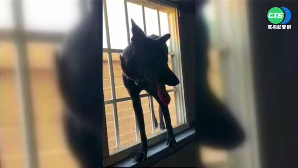 學貓咪?黑狗"越獄"失敗卡窗 飼主笑翻
