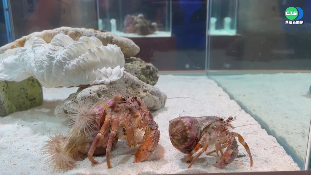 海洋生物共生依存 珍貴畫面大公開!