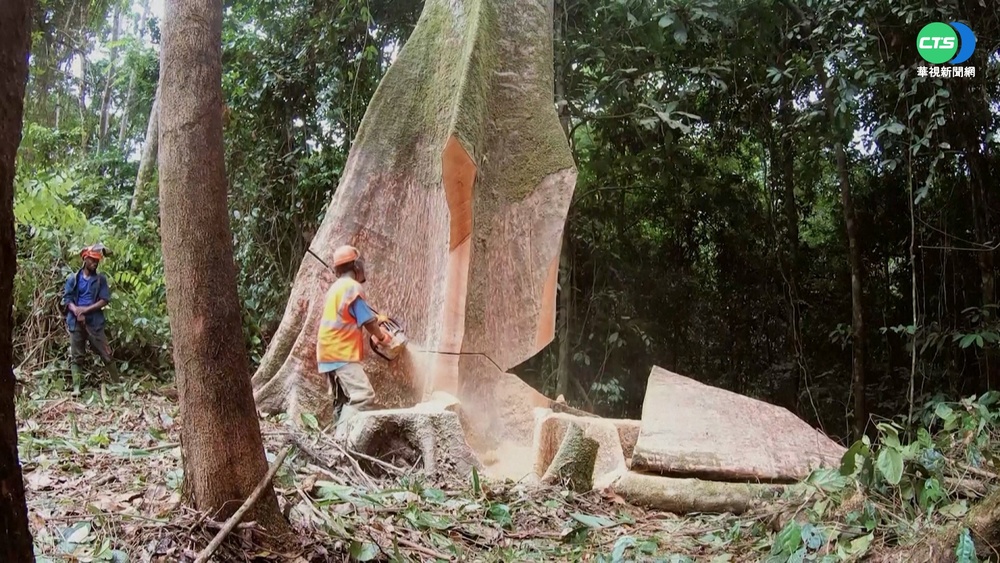 加彭85%國土是雨林 非洲之肺生態豐富