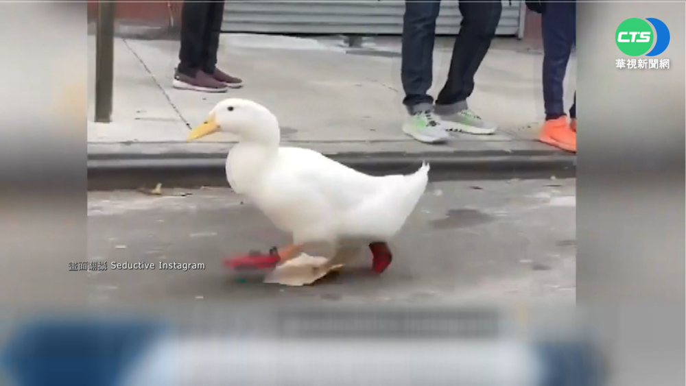 紐約馬拉松出現最萌跑者 小鴨來賽跑