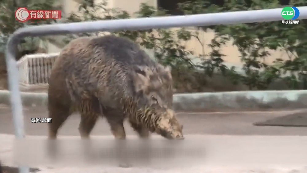 香港北角野豬出沒! 兇狠襲擊.警遭咬傷