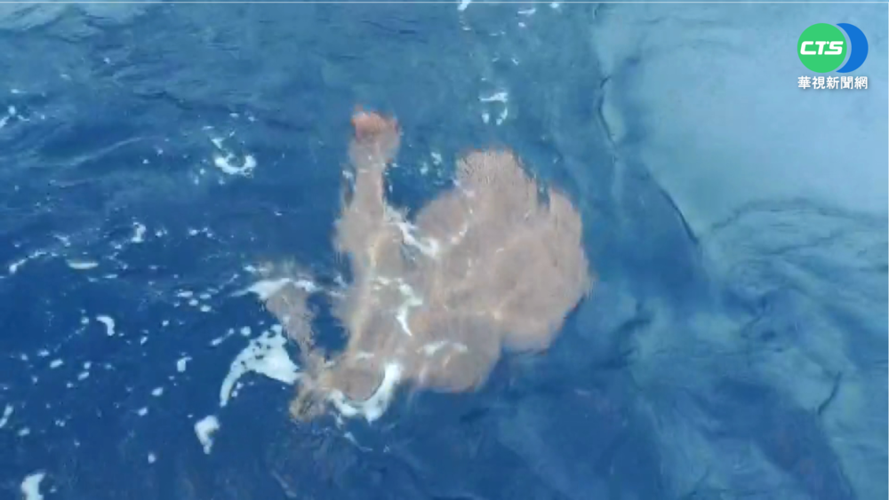 蘭嶼男出海船釣 驚喜釣起百萬紅珊瑚