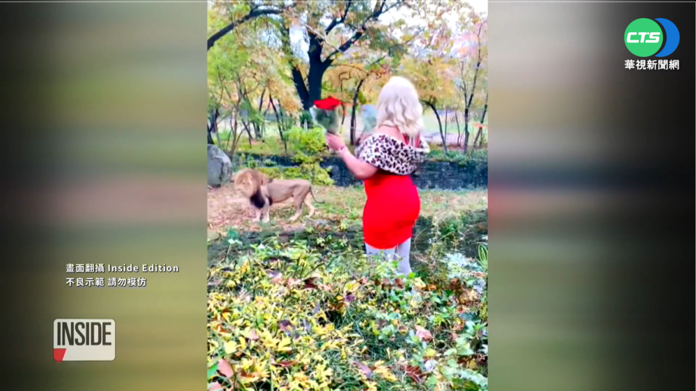獅子狂粉?! 紐約女子翻越柵欄"逗獅"