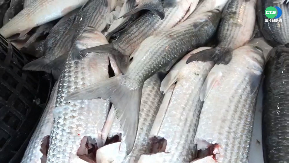 野生烏金到!彰化線西2天捕獲逾2千隻