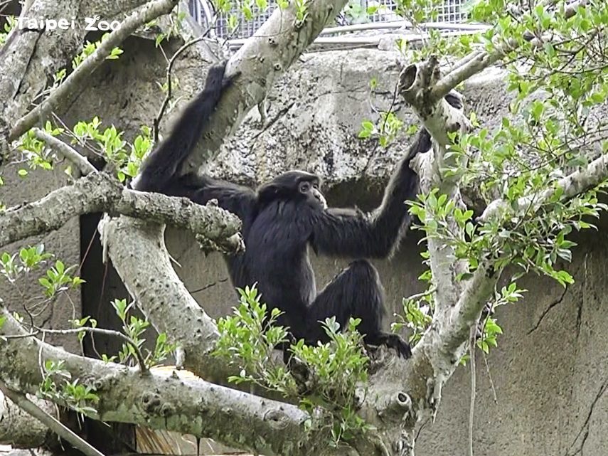 大長臂猿「大美」（北市動物園提供）
