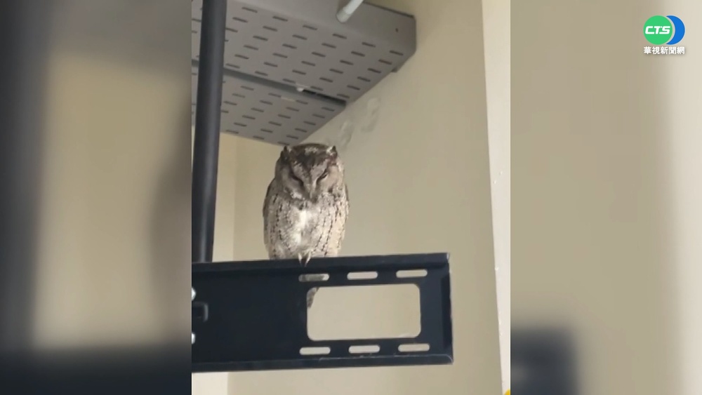 基隆版霍格華茲?! 領角鴞闖國中教室旁聽