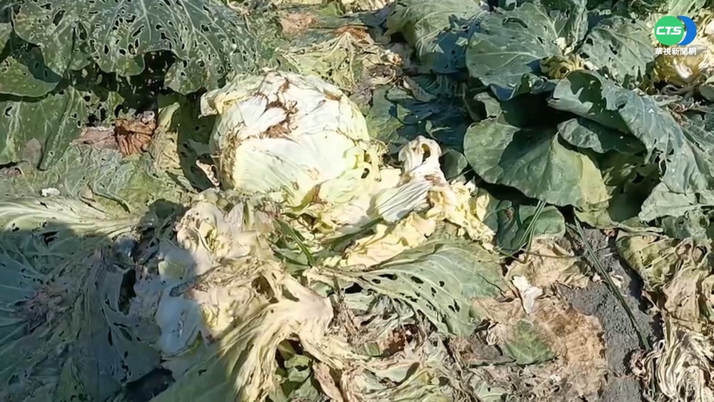 被當棄置菜田 高麗菜採收前被婆媽砍光