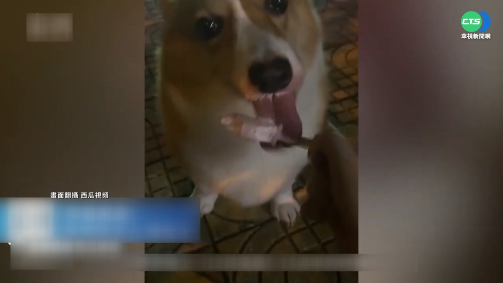 中國防疫手段極端 "虐殺寵物"引眾怒