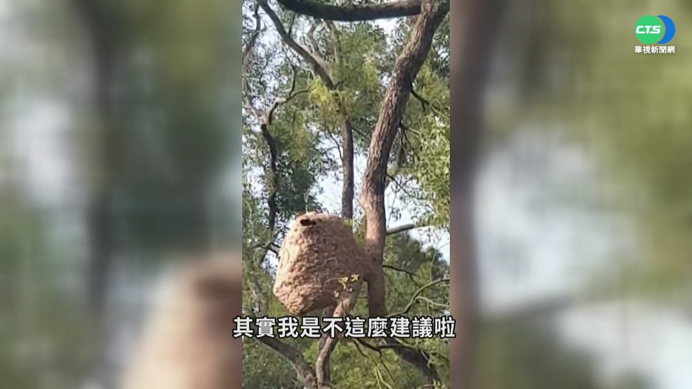 遇虎頭蜂奇招! "丟木頭"可引開蜂群自保?