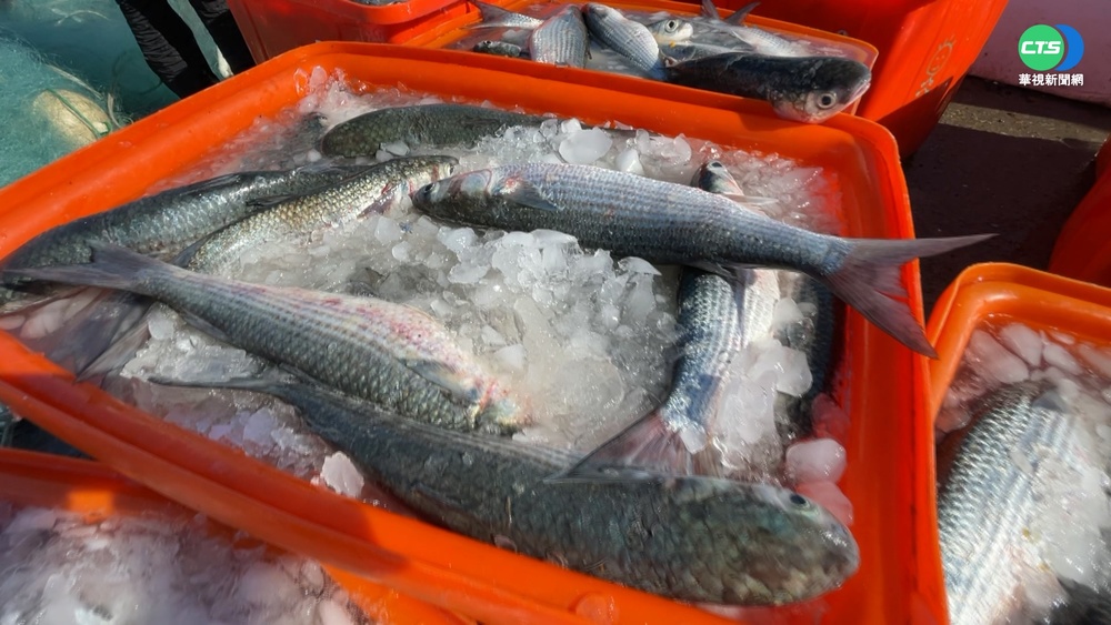 布袋首批烏金創紀錄 漁民狂撈4千尾!