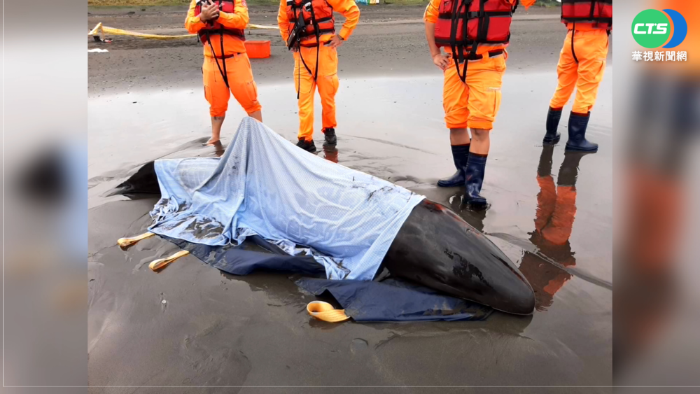 偽虎鯨蘇澳擱淺 志工輪班徹夜照顧