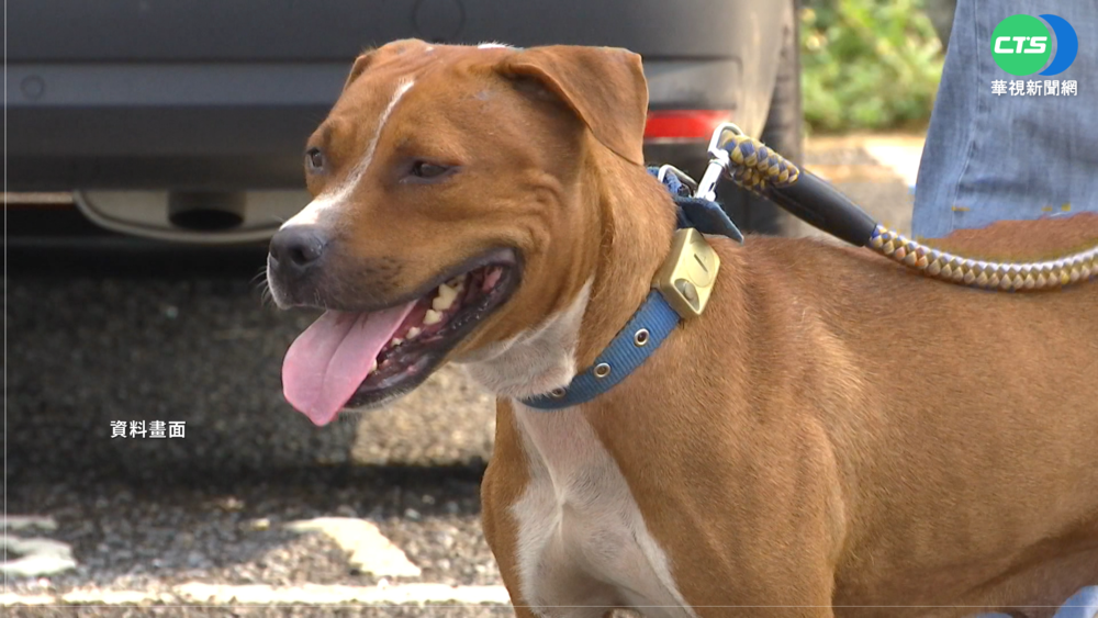 比特犬明年禁養 無申報最高罰25萬