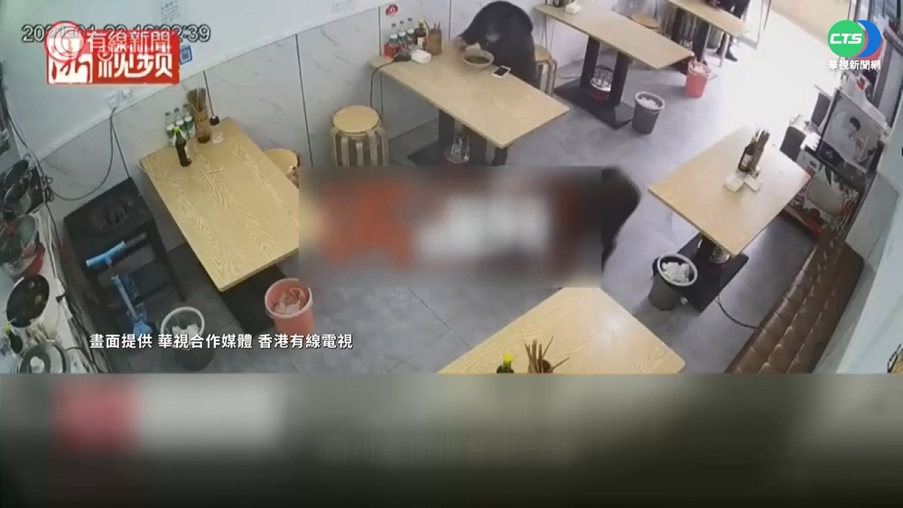 毀農田吃作物 四川.江西野豬肆虐成災!