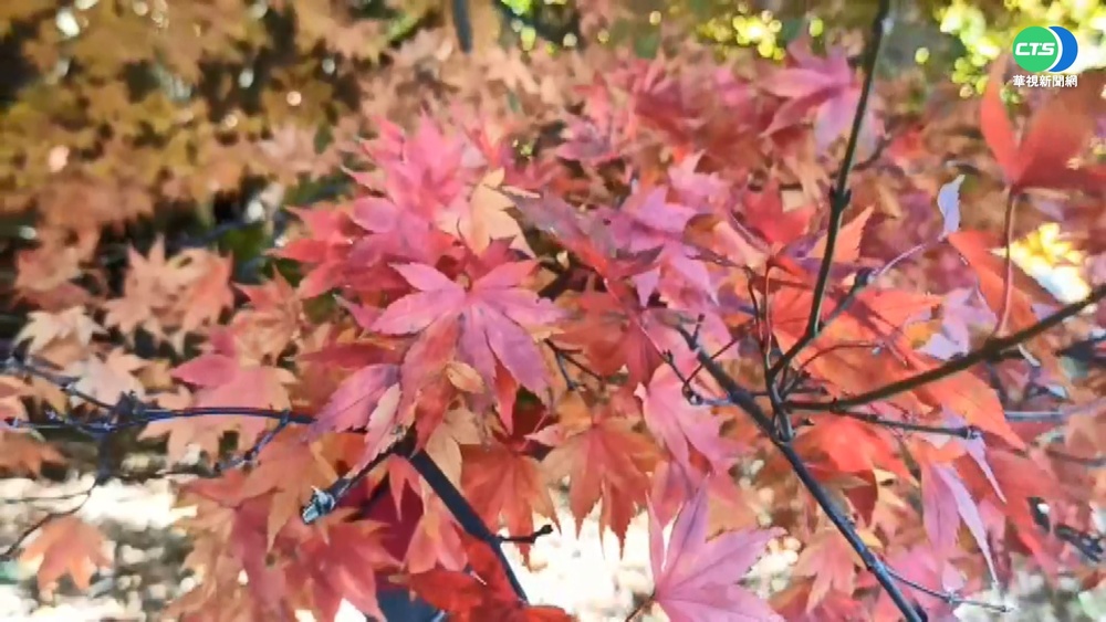 福壽山賞楓季 百棵楓"黃綠紅轉色"吸睛