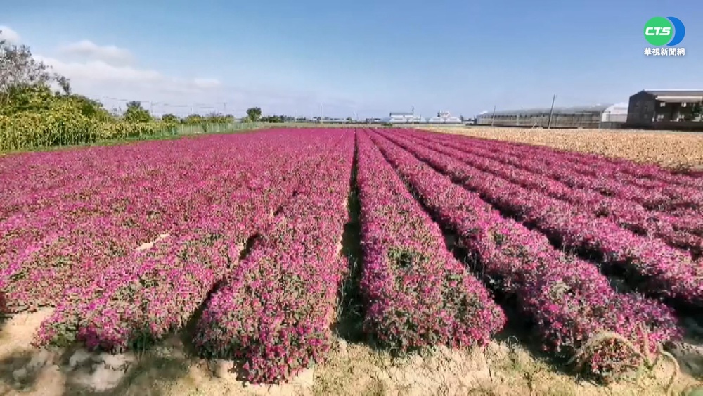 嘉義"圓仔花海"遭踐踏 拉封鎖線擋人