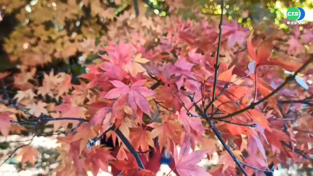 台版櫻花大道! 雲林美人樹"粉紅花海"