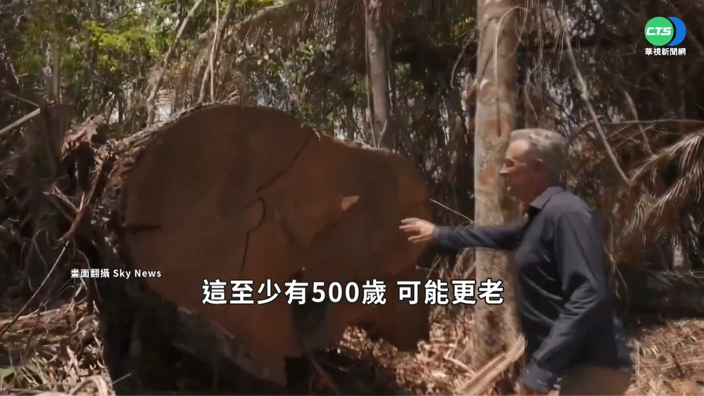 15年新高! 亞馬遜雨林砍伐率1年飆22%