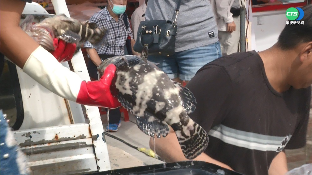 永安"石斑魚節"搶好康 4折特賣!抽鑽石