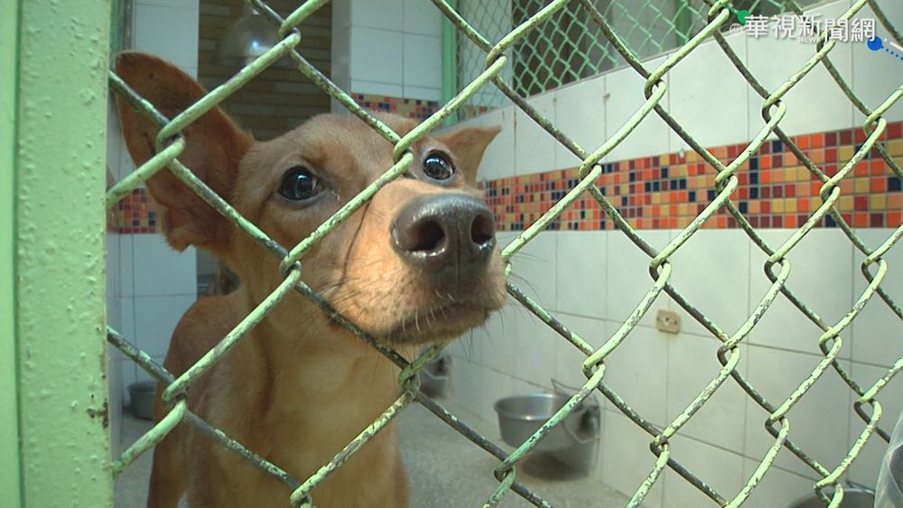 法2024年起禁售貓狗 逐步禁馬戲團動物表演