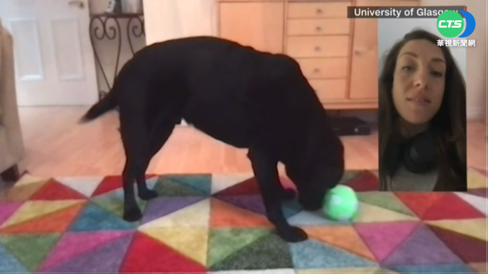 汪星人不再憂鬱! "專屬手機"與主人通話