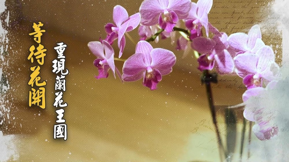 等待花開 重現蘭花王國｜保育大串聯｜華視新聞雜誌