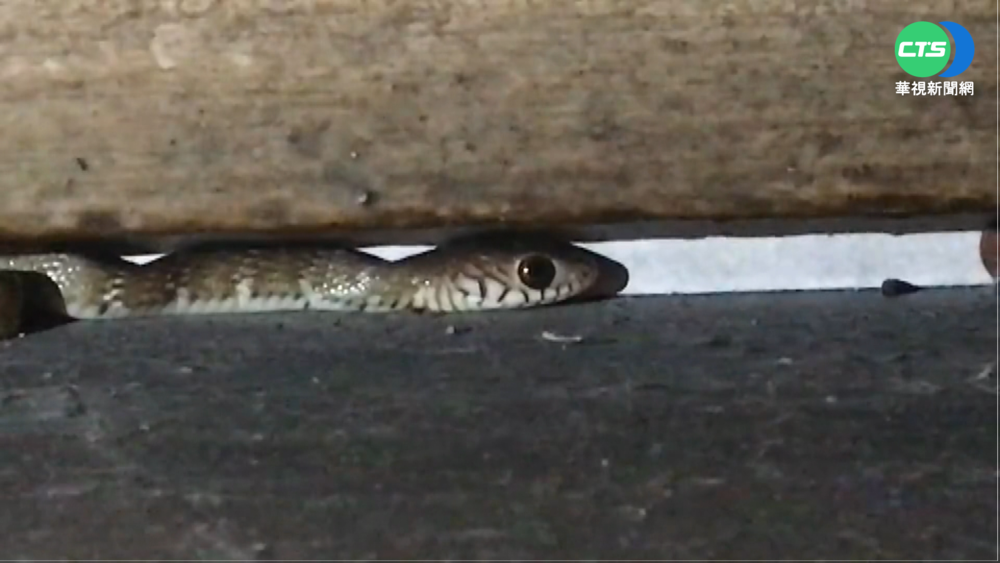 小南蛇鑽進警局 捕蛇專家"當場逮捕"