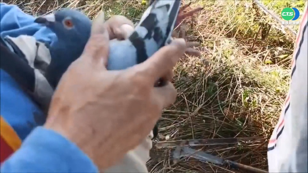 擄鴿集團出沒! 警徒步巡山破網救鴿