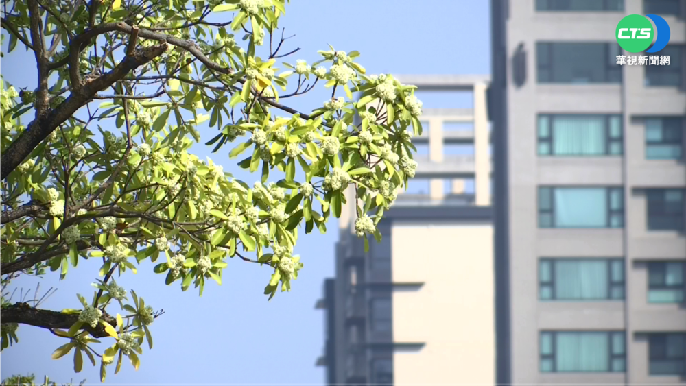 "黑板樹"開花季到 高雄市區飄酸臭味