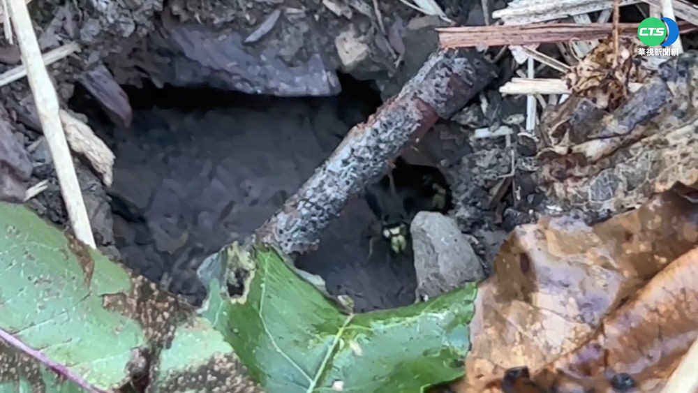 罕見! 2千公尺梨山驚見"細黃胡蜂"蹤跡