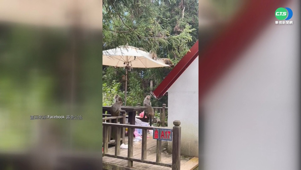 武陵農場賞楓正夯! 猴群闖營區作亂偷吃