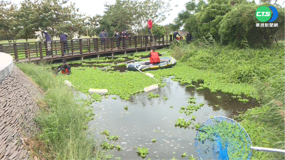 竹市水資源公園 湖面水芙蓉恐傷生態