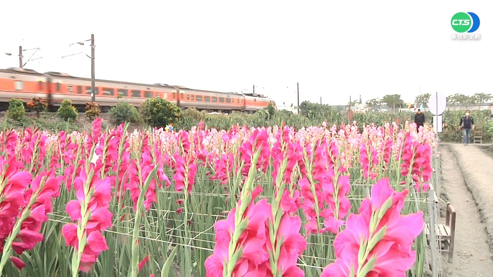 銅鑼招喚"菊內人" 賞花.體驗客家文化