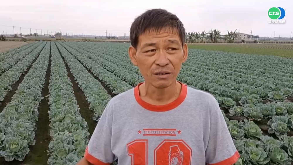 紫燈警報! 農民搶種高麗菜爆量"恐崩盤"