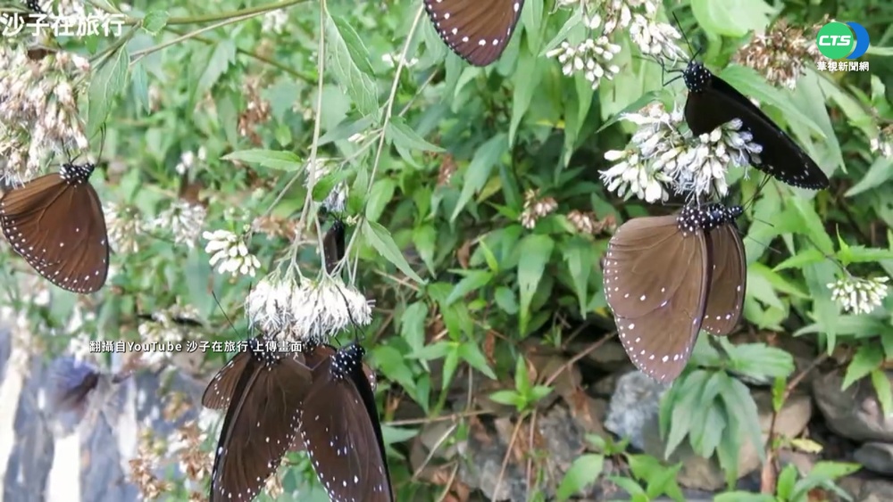 冷空氣來襲! 阿里山銀杏染黃山頭