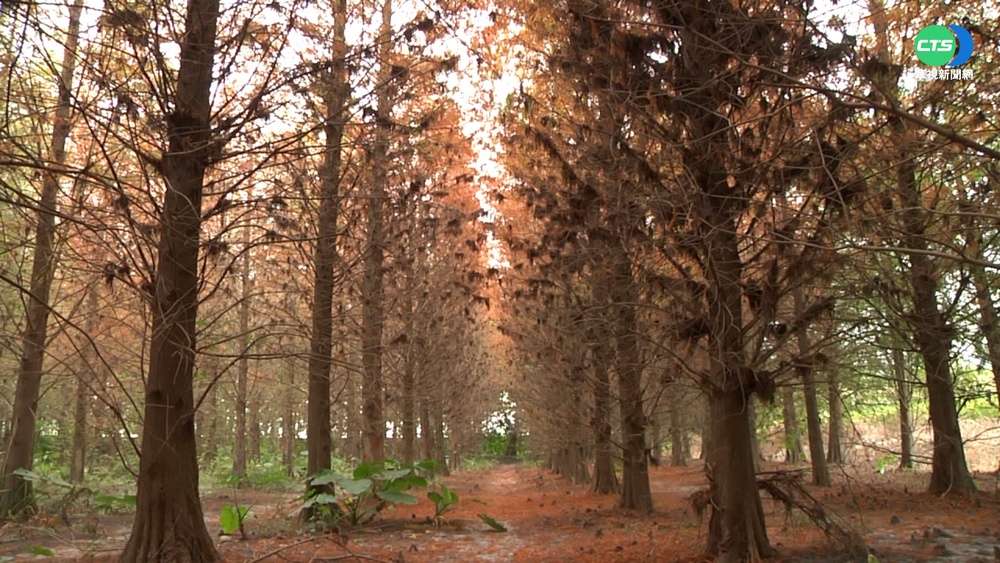 雲林落羽松林轉紅變色 吸遊客拍美照