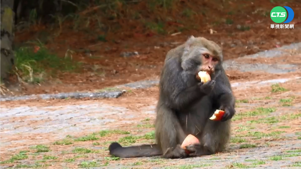 獼猴搶蘋果啃食 玉管處籲"三不原則"